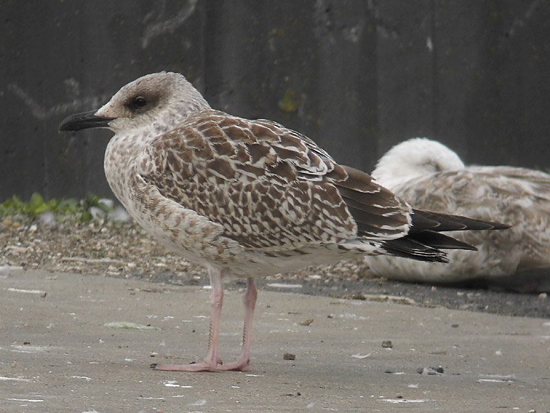 Medelhavstrut - Yellow-legged Gull  (Larus michahellis)