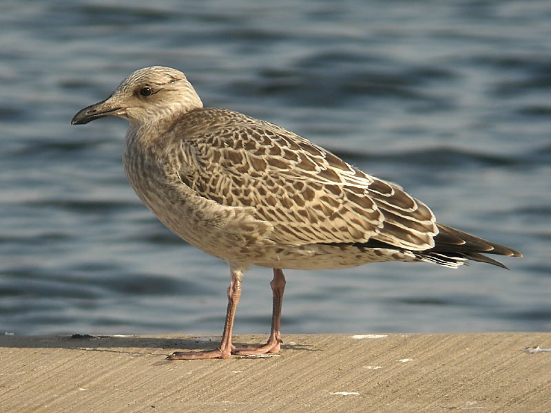 Grtrut - Herring Gull  (Larus argentatus)