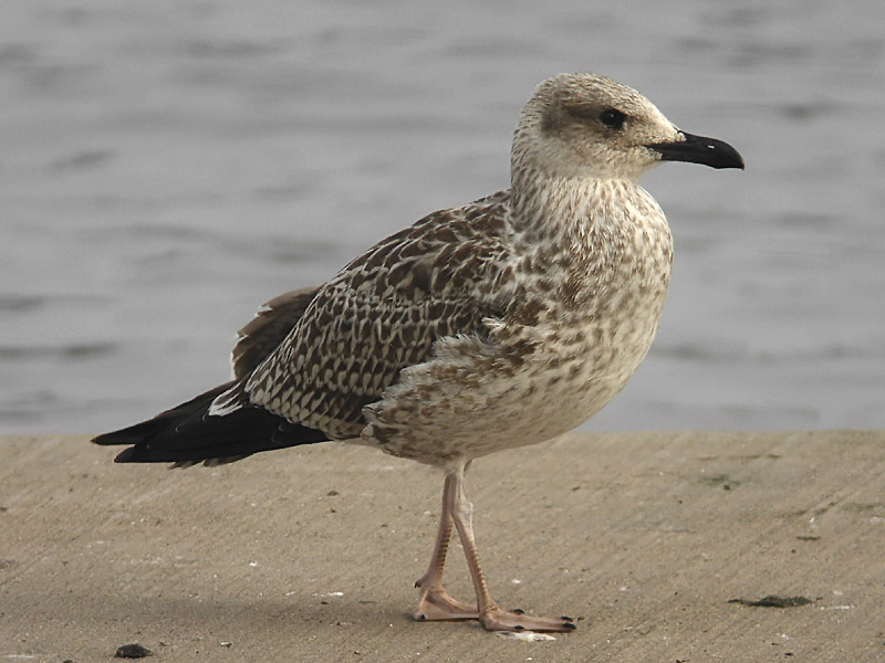 Medelhavstrut - Yello-legged Gull  (Larus michahellis)