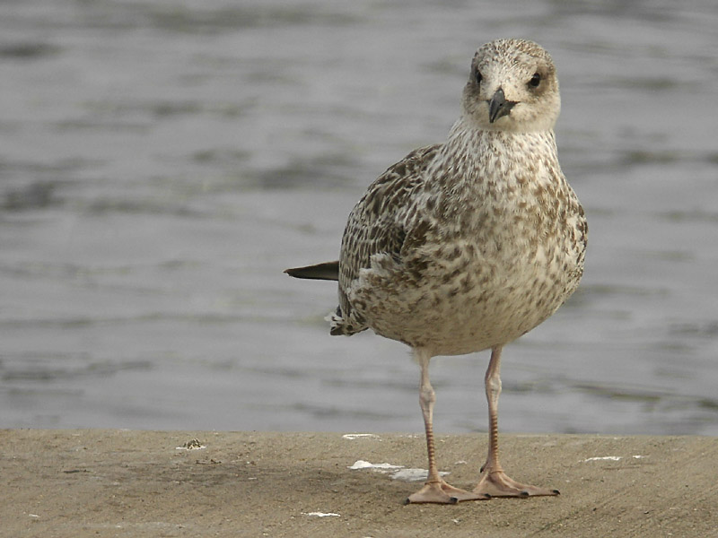 Medelhavstrut - Yellow-legged Gull  (Larus michahellis)