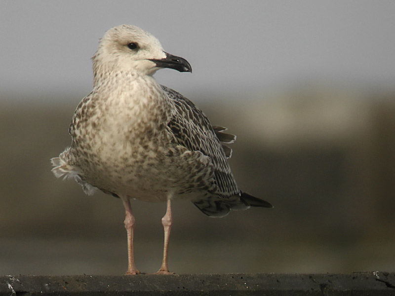 Medelhavstrut - Yellow-legged Gull  (Larus michahellis)