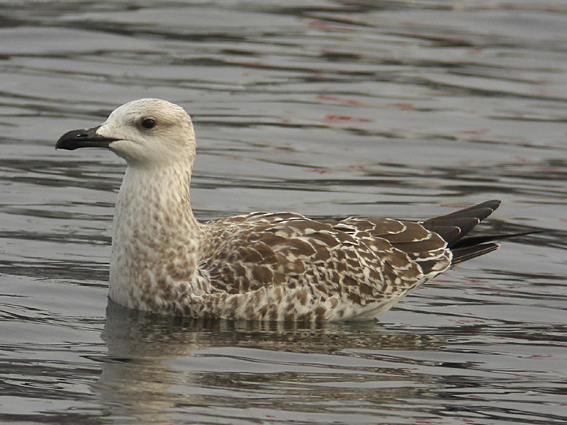 Medelhavstrut - Yellow-legged Gull  (Larus michahellis)