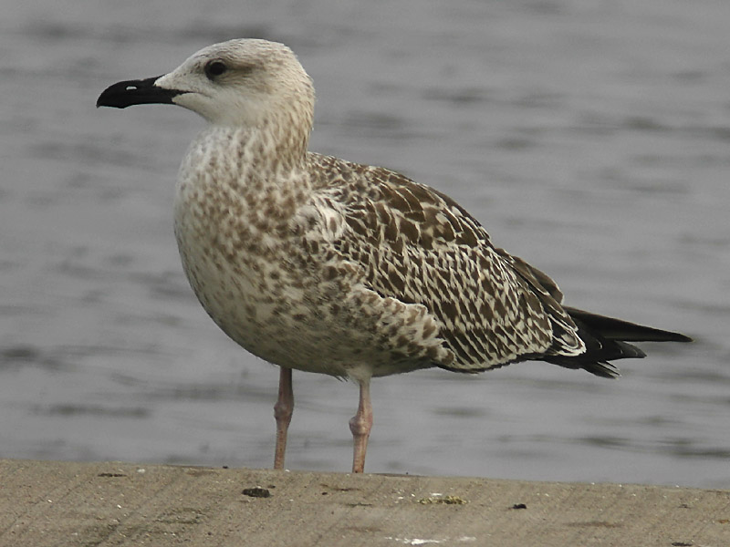 Medelhavstrut - Yellow-legged Gull  (Larus michahellis)