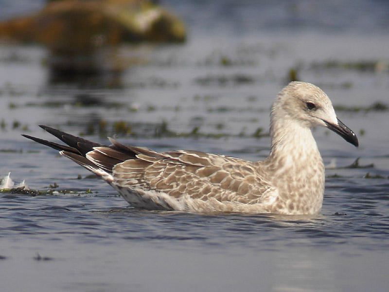 Kaspisk trut - Caspian Gull  (Larus cachinnans)