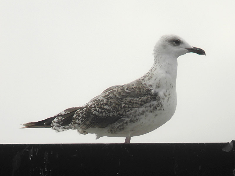 Medelhavstrut - Yellow-legged Gull  (Larus michahellis)