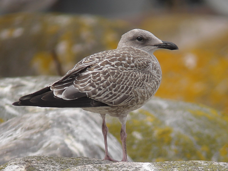 Grtrut - Herring Gull  (Larus argentatus)