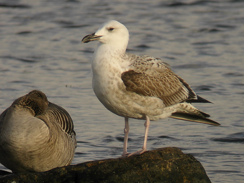 Kaspisk trut - Caspian Gull  (Larus cachinnans)