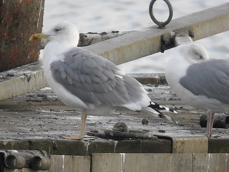 Kaspisk trut - Caspian Gull (Larus cachinnans)