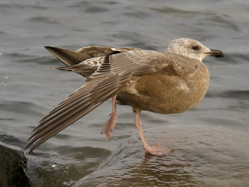 Grtrut - Herring Gull  (Larus argentatus)