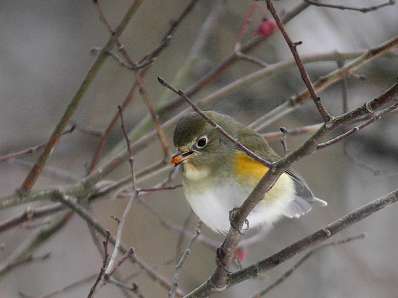 Blåstjärt - Red-flanked Bluetail (Tarsiger cyanurus)