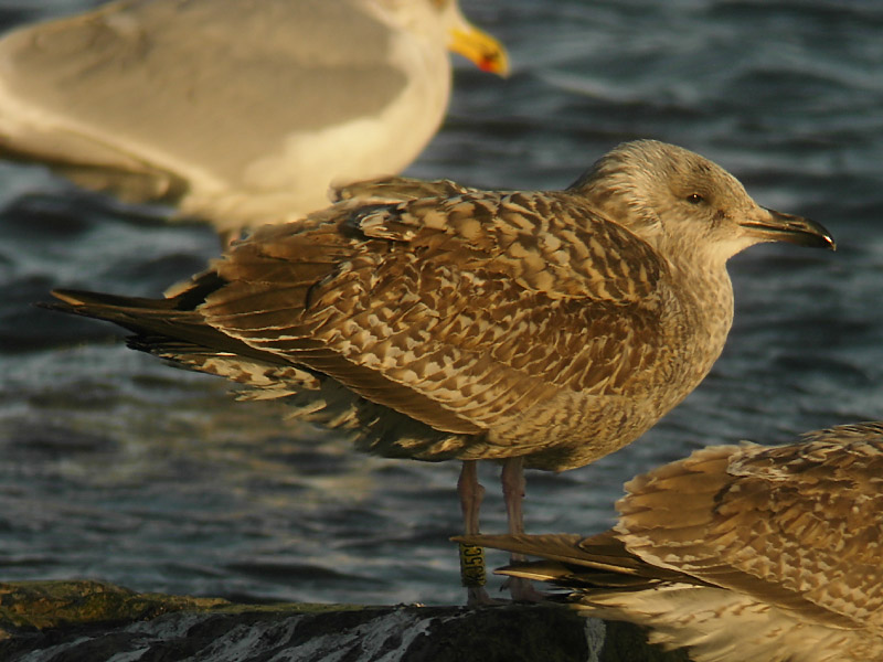 Grtrut - Herring Gull  (Larus argentatus)