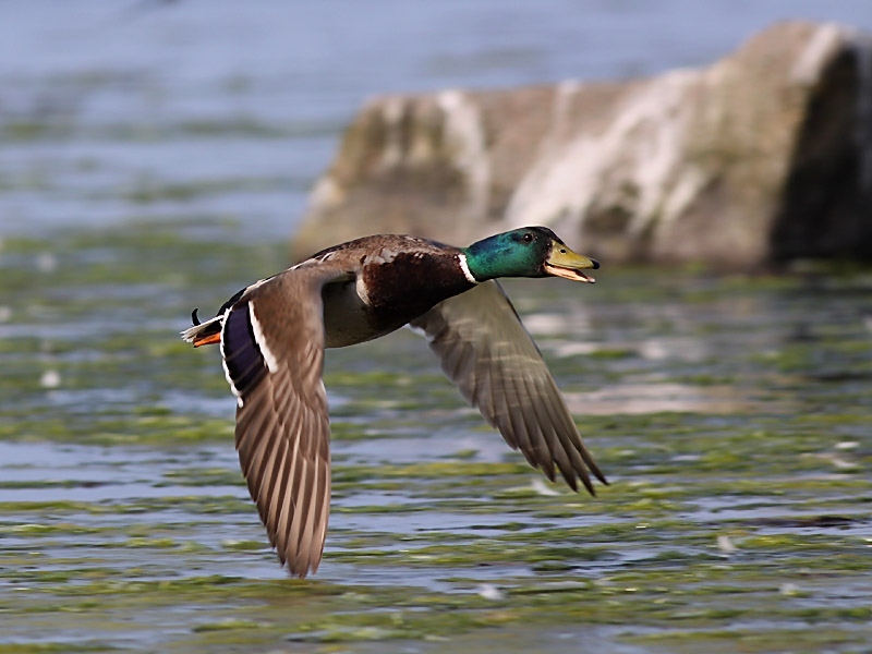 Gräsand - Mallard (Anas platyrhynchos)