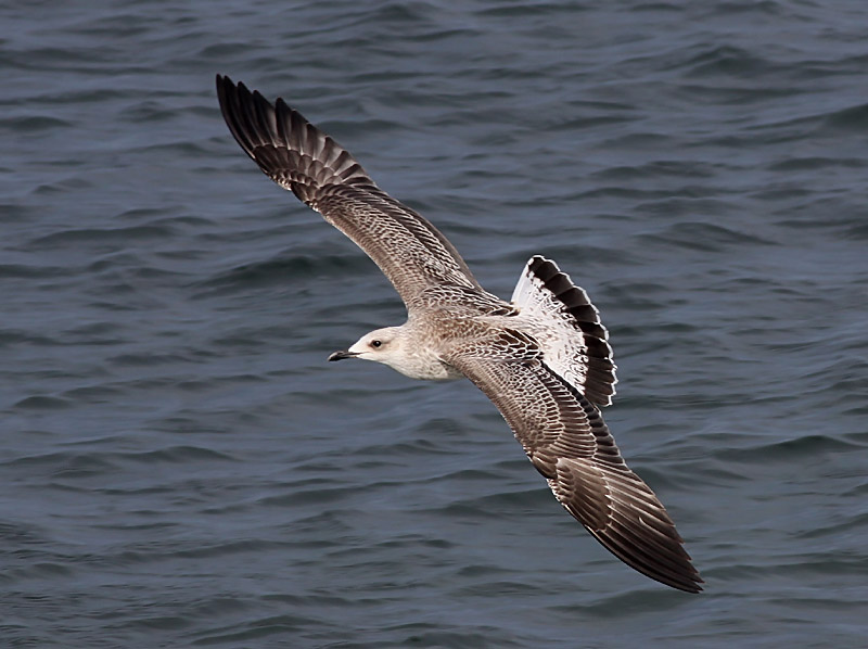 Medelhavstrut - Yellow-legged Gull  (Larus michahellis)