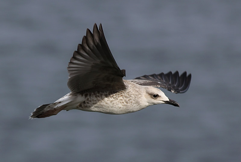 Medelhavstrut - Yellow-leged Gull  (Larus michahellis)