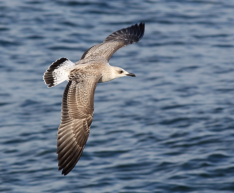 Medelhavstrut - Yellow-legged Gull  (Larus michahellis)