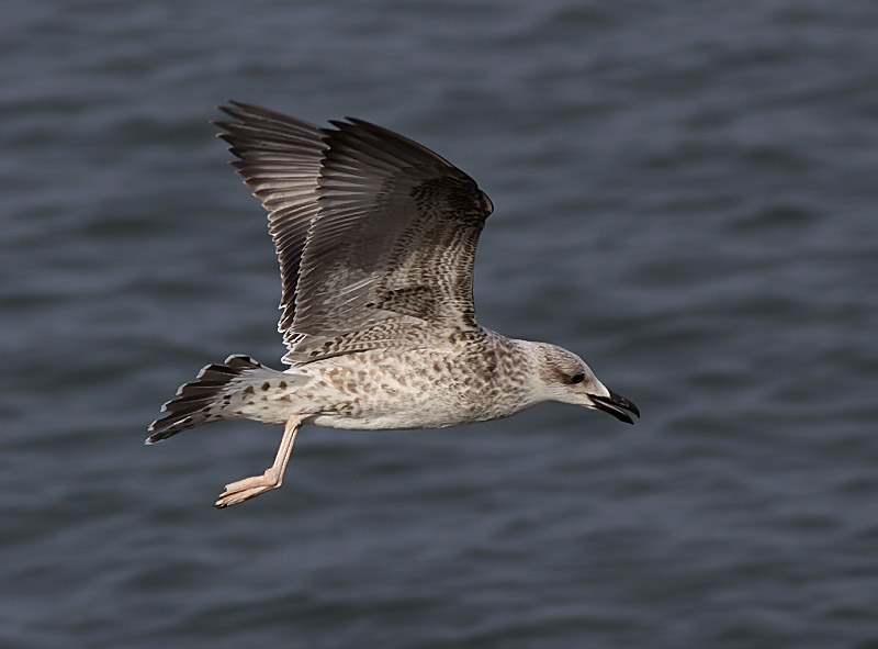 Medelhavstrut - Yellow-legged Gull (Larus michahellis)