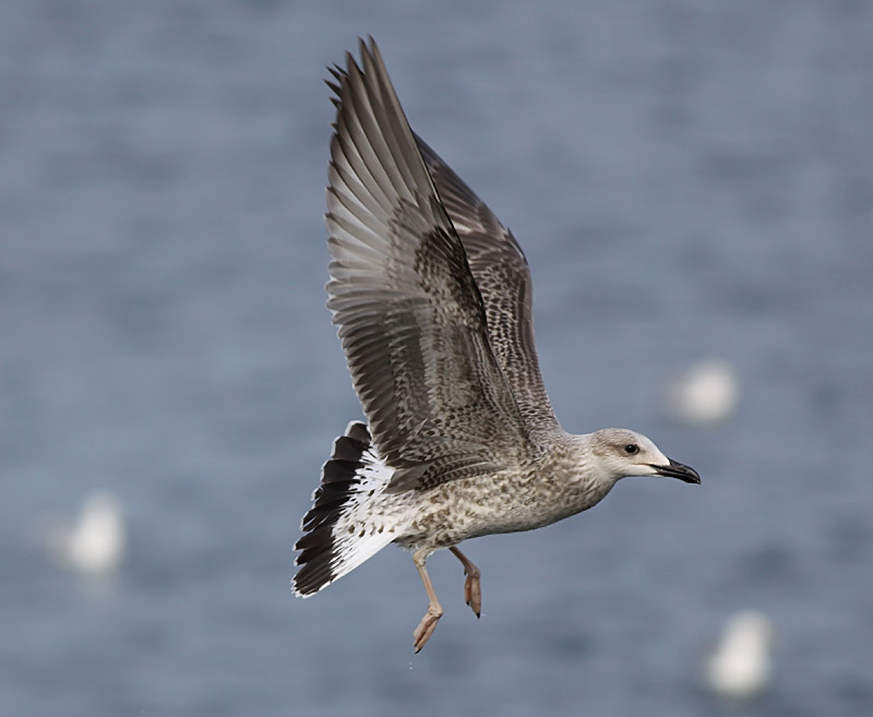 Medelhavstrut - Yellow-legged Gull  (Larus michahellis)