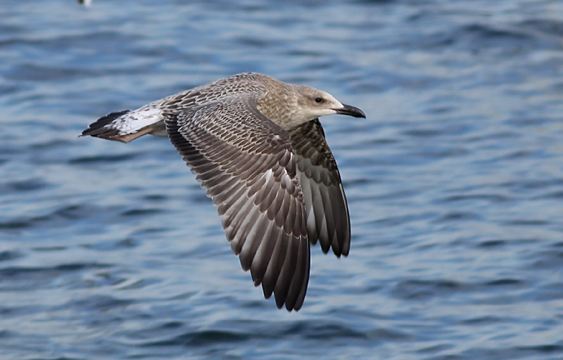 Kaspisk trut - Caspian Gull  (Larus cachinnans)