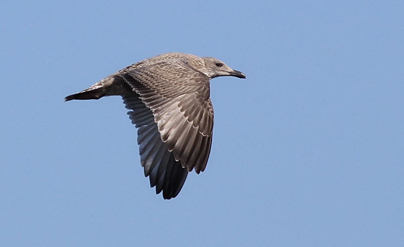 Grtrut - Herring Gull  (Larus argentatus)