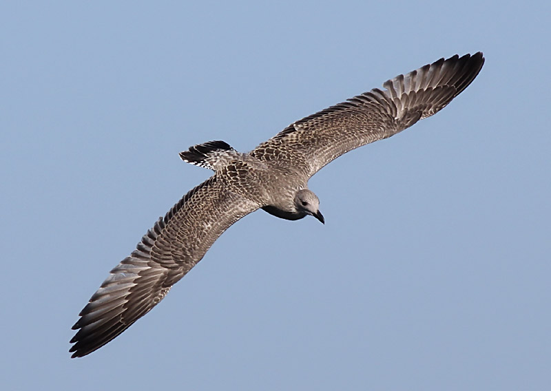 Grtrut - Herring Gull   (Larus argentatus)