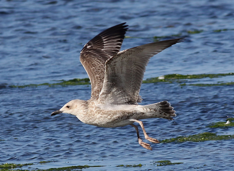 Kaspisk trut - Caspian Gull  (Larus cachinnans)