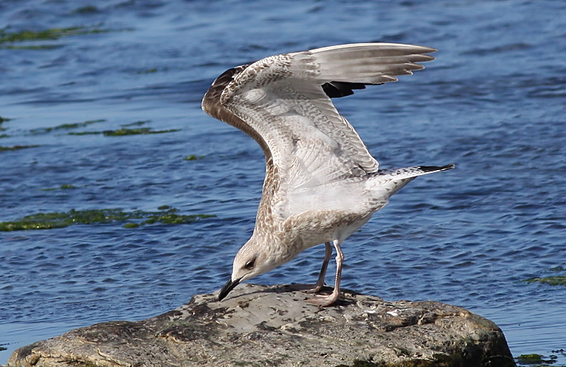 Kaspisk trut - Caspian Gull  (Larus cachinnans)