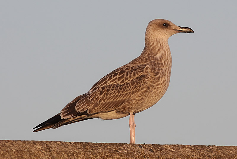 Kaspisk trut - Caspian Gull  (Larus cachinnans)