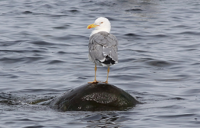 Medelhavstrut - Yellow-legged Gull  (Larus michahellis)