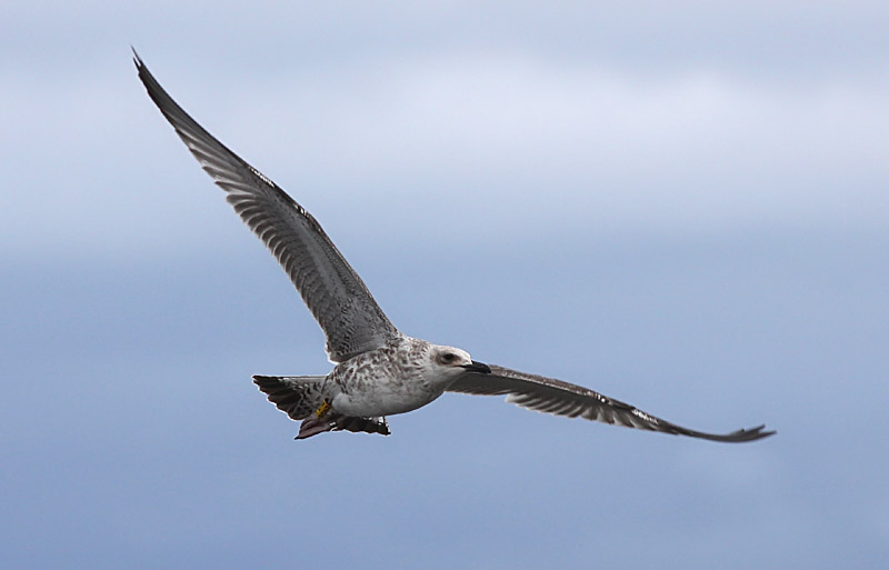 Kaspisk trut - Caspian Gull  (Larus cachinnans)