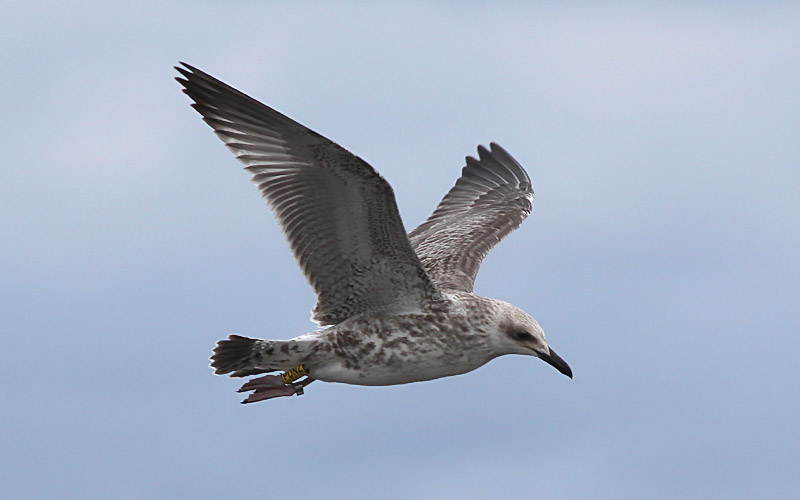 Kaspisk trut - Caspian Gull  (Larus cachinnans)