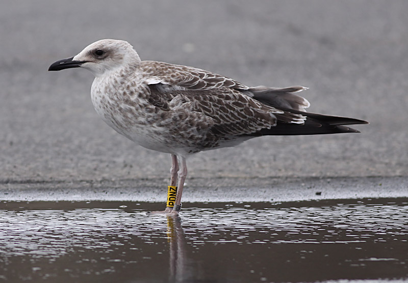 Kaspisk trut - Caspian Gull (Larus cachinnans)
