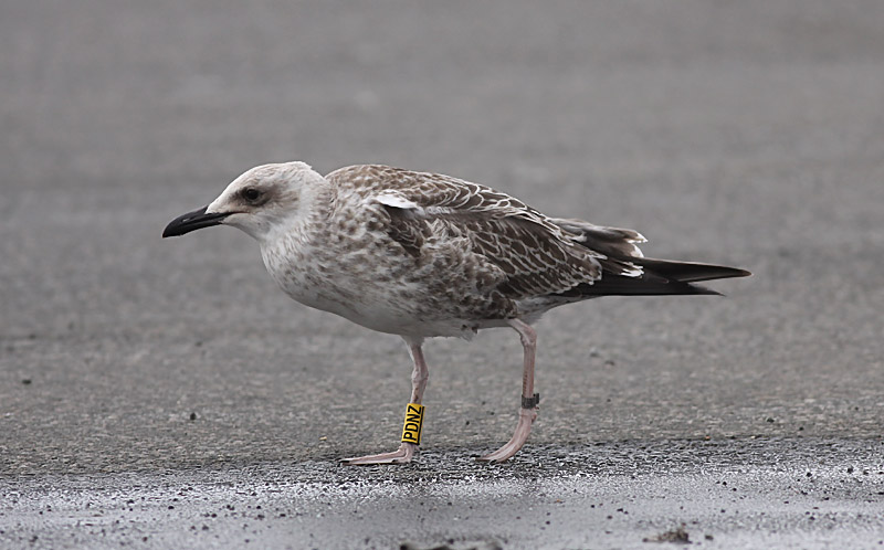 Kaspisk trut - Caspian Gull  (Larus cachinnans)