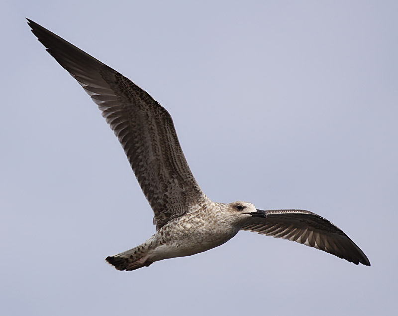 Medelhavstrut - Yellow-legged Gull  (Larus michahellis)