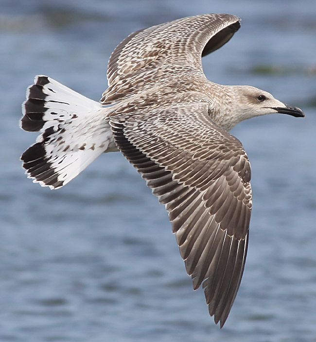 Medelhavstrut - Yellow-legged Gull  (Larus michahellis)