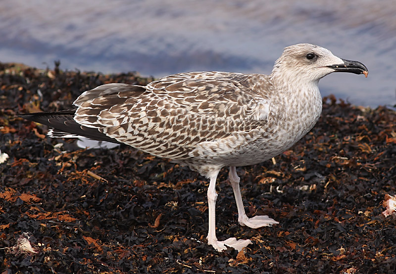 Medelhavstrut - Yellow-legged Gull  (Larus michahellis)