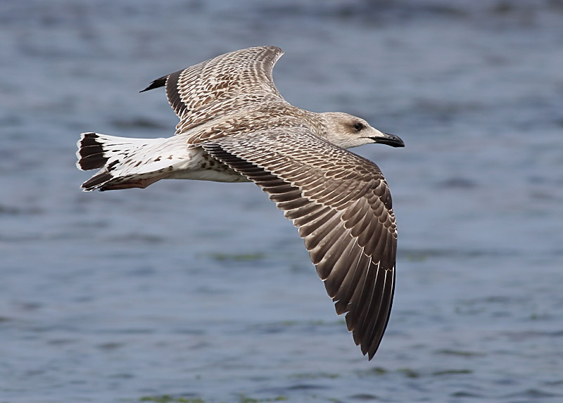 Medelhavstrut - Yellow-legged Gull  (Larus michahellis)