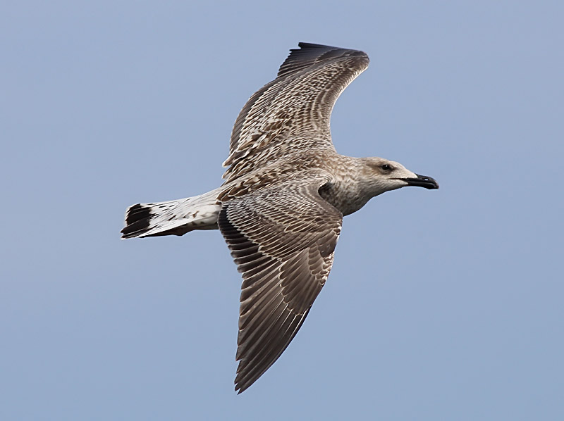 Medelhavstrut - Yellow-legged Gull  (Larus michahellis)