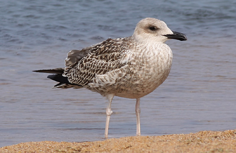 Medelhavstrut - Yellow-legged Gull  (Larus michahellis)