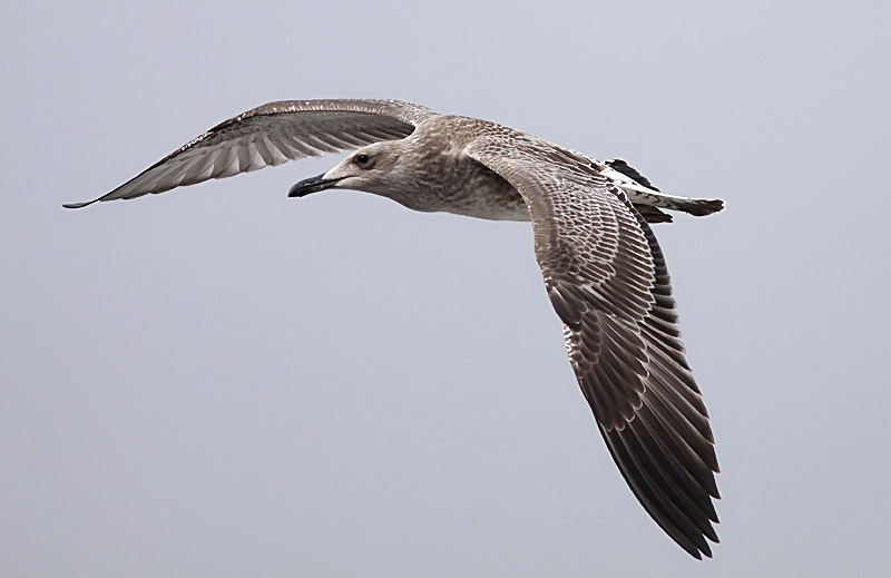 Kaspisk trut - Caspian Gull  (Larus cachinnans)