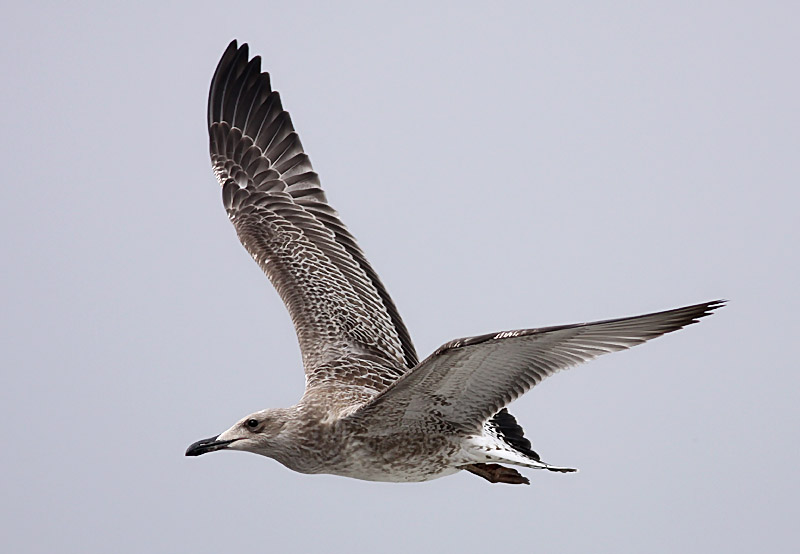 Kaspisk trut - Caspian Gull  (Larus cachinnans)