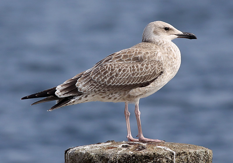 Kaspisk trut - Caspian Gull  (Larus cachinnans)