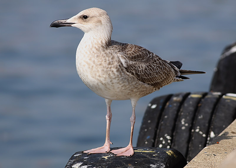 Kaspisk trut - Caspian Gull  (Larus cachinnans)