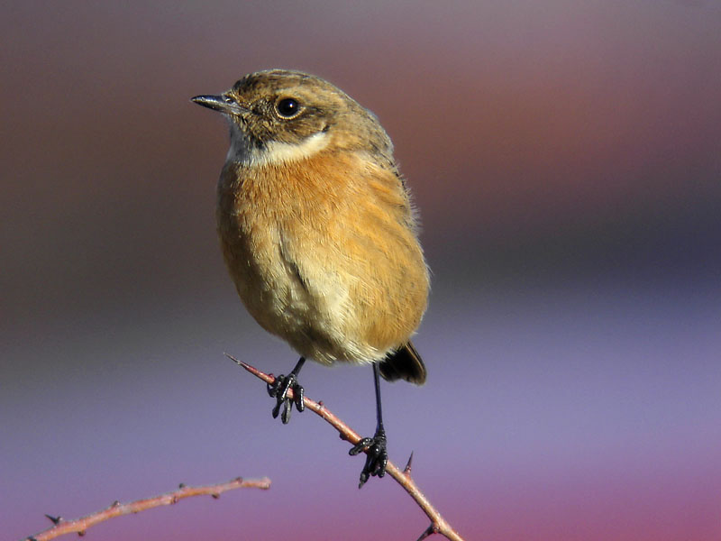 Svarthakad buskskvätta - European Stonechat (Saxicola rubicola)Svarthakad buskskvätta - Common Stonechat (Saxicola torquata)