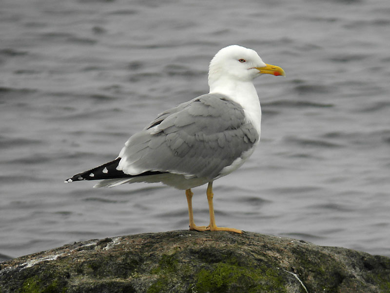 Medelhavstrut - Yellow-legged Gull  (Larus michahellis)