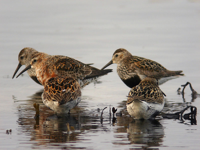 Kärrsnäppa/Spovsnäppa - Dunlin/Curlew Sandpiper (Calidris alpina/ferruginea