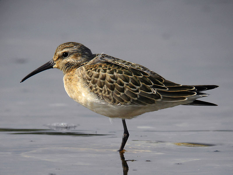 Spovsnäppa - Curlew Sandpiper (Calidris ferruginea)