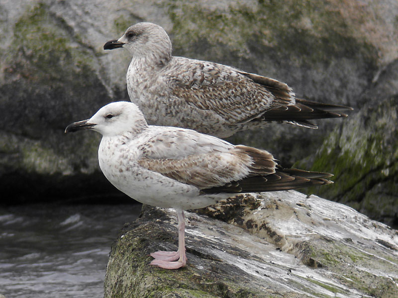 Kaspisk trut - Caspian Gull  (Larus cachinnans)