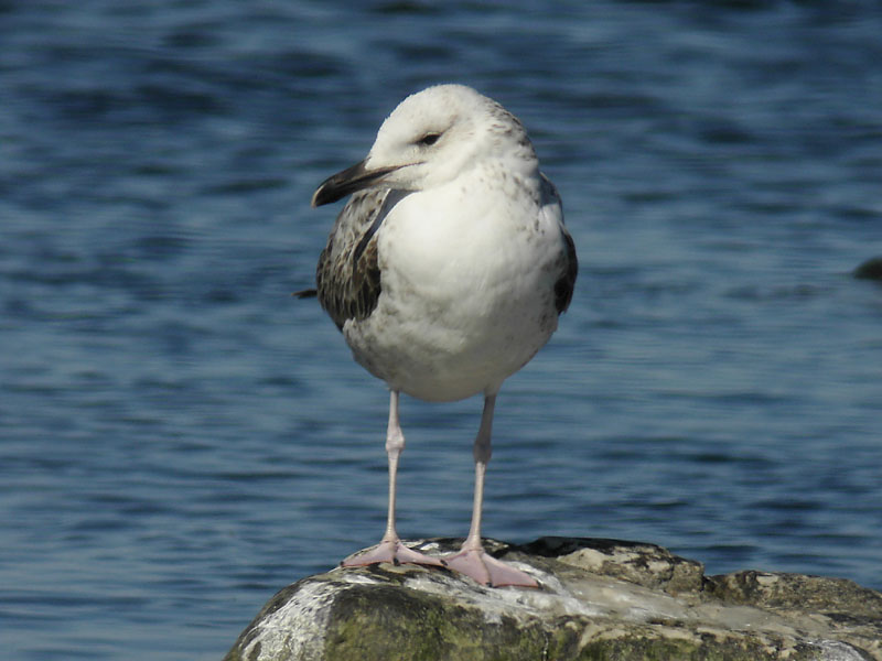 Kaspisk trut - Caspian Gull  (Larus cachinnans)