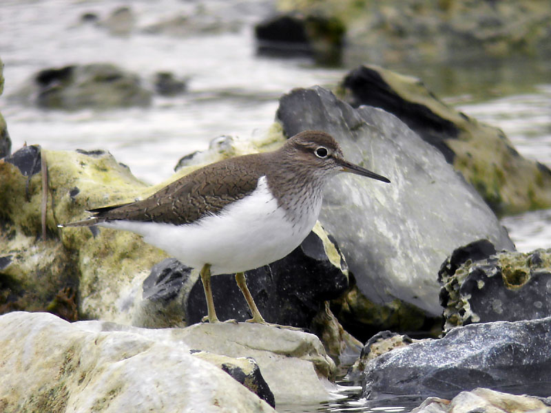 Drillsnppa - Common Sandpiper  (Actitis hypoleucos)