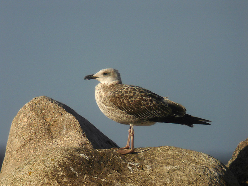 Medelhavstrut - Yellow-legged Gull  (Larus michahellis)